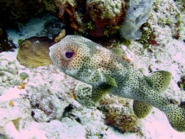 Porcupinefish  MG 9333
